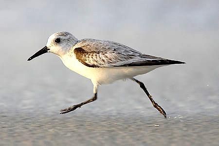 Strandlaeufer Zempin Buitenkant foto