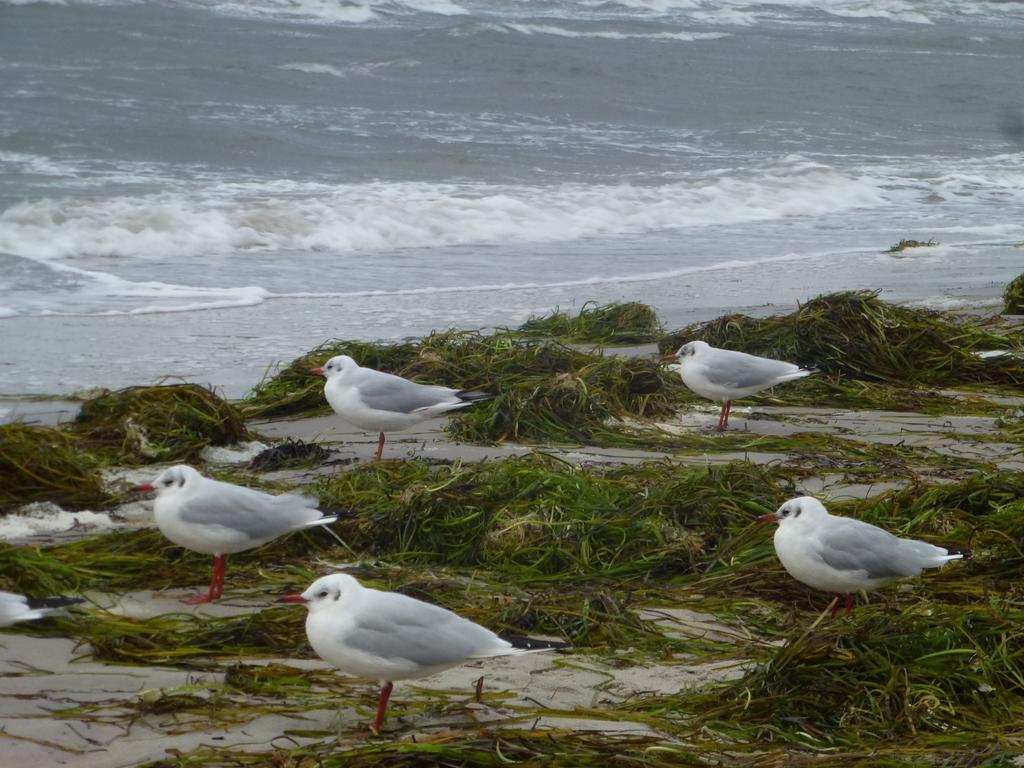 Strandlaeufer Zempin Kamer foto